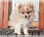 Small #2 Pomeranian