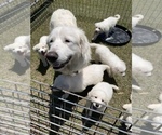 Small Great Pyrenees