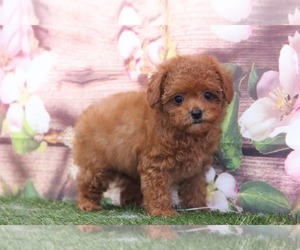 Cavapoo Puppy for sale in MARIETTA, GA, USA