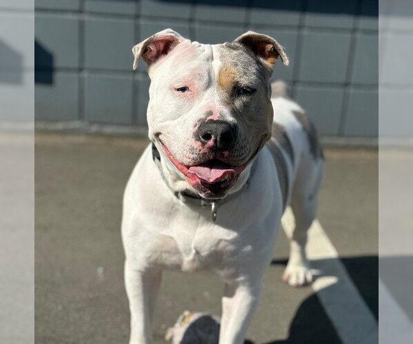 Medium Photo #6 Staffordshire Bull Terrier-Unknown Mix Puppy For Sale in Alameda, CA, USA