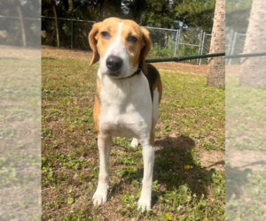 Mutt Dogs for adoption in Hilton Head, SC, USA