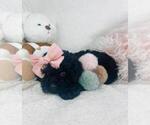 Small #22 Poodle (Toy)