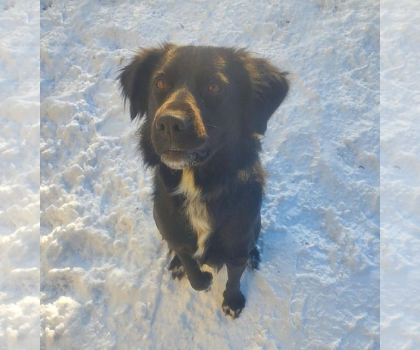 Medium Photo #11 Mutt Puppy For Sale in Westwood, NJ, USA