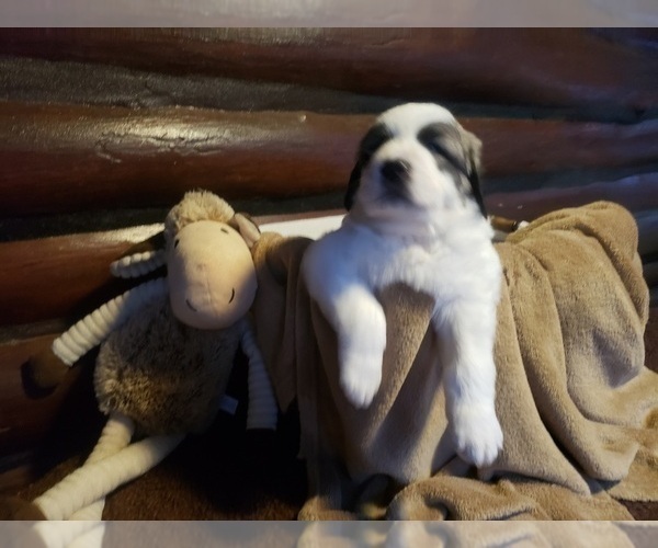 Medium Photo #1088 Anatolian Shepherd-Maremma Sheepdog Mix Puppy For Sale in LECANTO, FL, USA