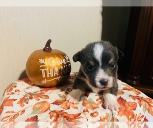 Medium Pembroke Welsh Corgi