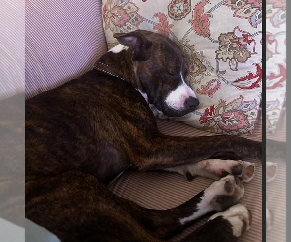 Medium Photo #15 American Pit Bull Terrier-Mountain Cur Mix Puppy For Sale in Oakhurst, NJ, USA