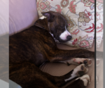 Small #14 American Pit Bull Terrier-Mountain Cur Mix
