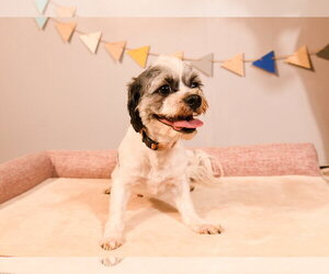 Sir - Male Schweenie Dog for Adoption - Photo #6