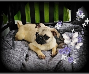 Pug Puppy for sale in BRIDGETOWN, OH, USA