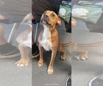 Small American Pit Bull Terrier