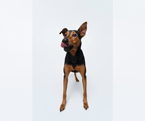 Ziggy - Male Doberman Pinscher-Unknown Mix Dog for Adoption - Photo #4
