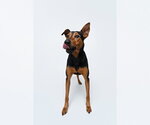 Small #3 Doberman Pinscher Mix