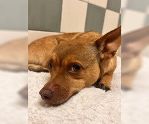 Chihuahua Dogs for adoption in Salinas, CA, USA
