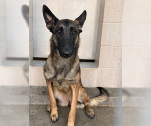 Mutt Dogs for adoption in Imlay City, MI, USA