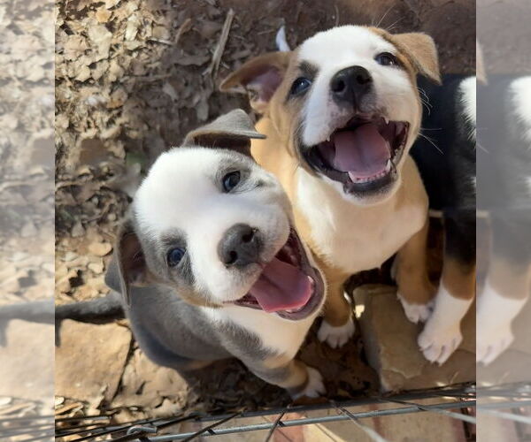 Medium Photo #7 Australian Shepherd-Unknown Mix Puppy For Sale in OKLAHOMA CITY, OK, USA