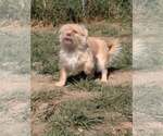 Small #2 Mutt