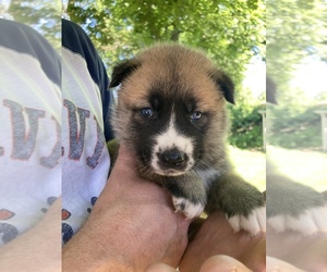 Akita-Siberian Husky Mix Puppy for sale in ALLISON PARK, PA, USA