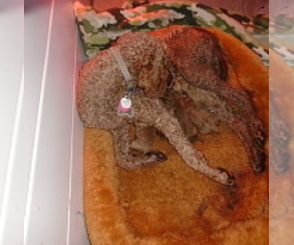 Medium Photo #14 Poodle (Standard) Puppy For Sale in HOWE, ID, USA