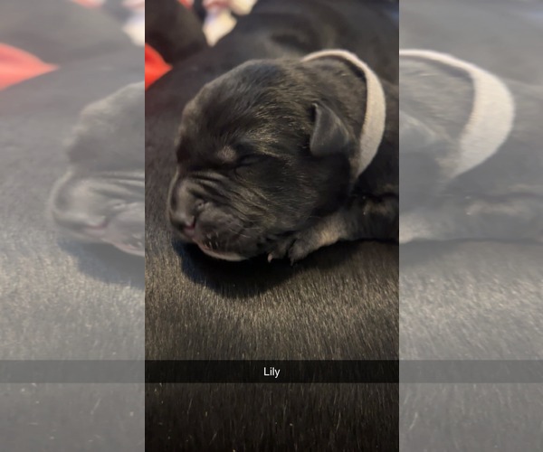 Medium Photo #7 American Pit Bull Terrier-Labrador Retriever Mix Puppy For Sale in Holly Springs, NC, USA