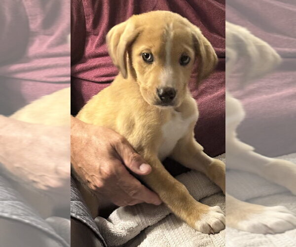 Medium Photo #2 Catahoula Leopard Dog-Labrador Retriever Mix Puppy For Sale in Aurora, IN, USA