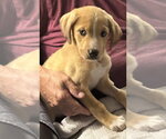 Small #1 Catahoula Leopard Dog-Labrador Retriever Mix