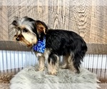 Small #7 Yorkshire Terrier
