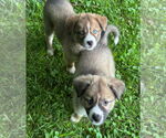 Small #5 Huskies -Jack Russell Terrier Mix