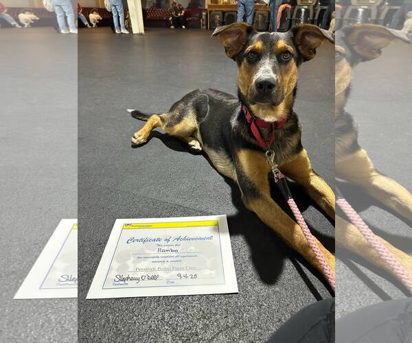 Medium Photo #4 Mutt Puppy For Sale in Highland, IL, USA