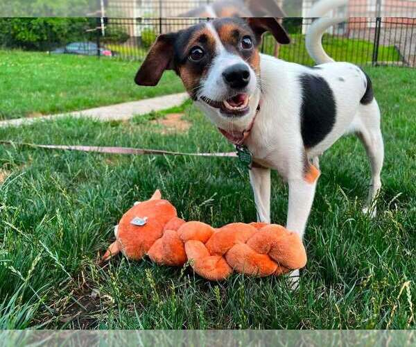 Medium Photo #13 Jack-A-Bee Puppy For Sale in Springdale, PA, USA
