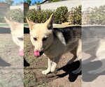 Small #13 Huskies  Mix