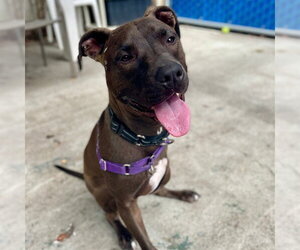 Mutt Dogs for adoption in Alameda, CA, USA