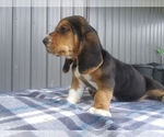 Small Photo #26 Basset Hound Puppy For Sale in PETERSBURG, IN, USA