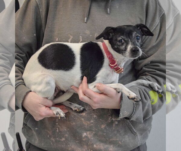 Medium Photo #2 Italian Greyhound-Rat Terrier Mix Puppy For Sale in Huntley, IL, USA