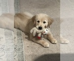 Shiloh - Female Golden Retriever Puppy for Sale - Photo #5