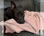 Small #2 Labrador Retriever-Retriever  Mix