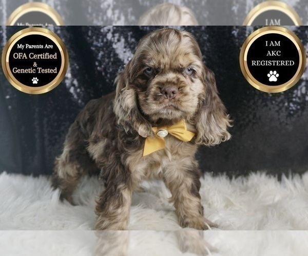 Medium Photo #106 Cocker Spaniel Puppy For Sale in WARSAW, IN, USA