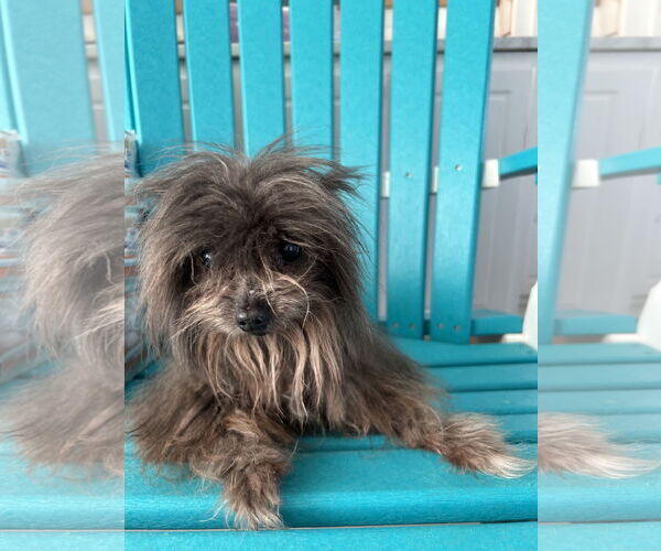 Medium Photo #2 Mutt Puppy For Sale in Pacolet, SC, USA