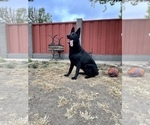 Small Photo #44 German Shepherd Dog Puppy For Sale in HAYWARD, CA, USA