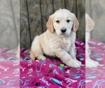 Small #30 Golden Retriever
