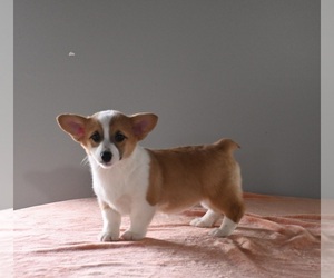 Pembroke Welsh Corgi Puppy for sale in MILLERSBURG, OH, USA