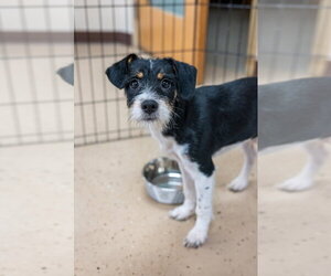 Jethro - Male Mutt Dog for Adoption - Photo #5