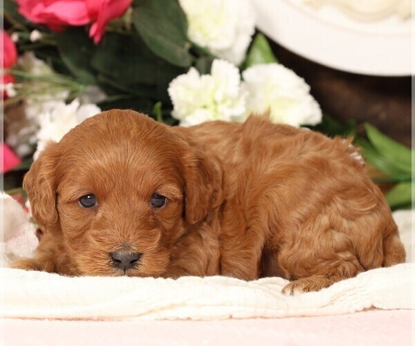 Medium Photo #12 Cavapoo Puppy For Sale in JONES, MI, USA