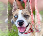 Small #27 Catahoula Leopard Dog Mix