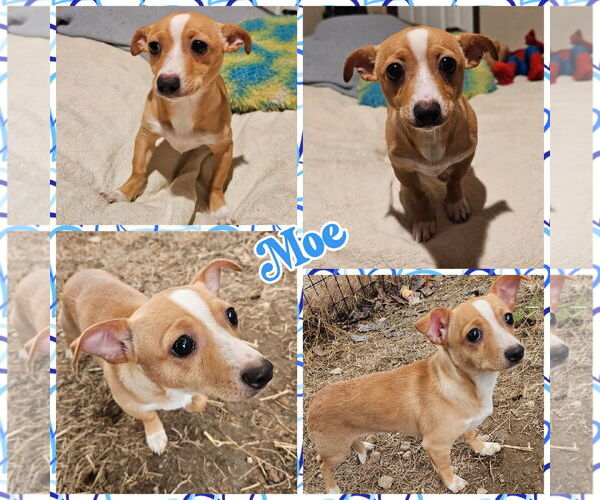 Medium Photo #1 Chiweenie Puppy For Sale in Blacksburg, SC, USA