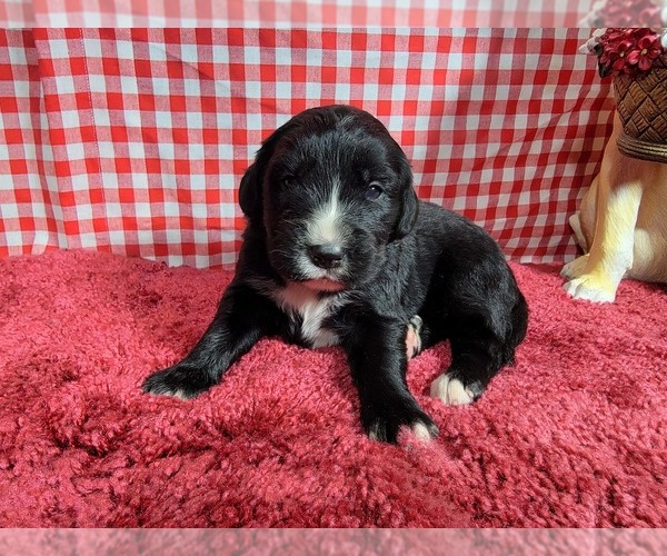 Medium Photo #3 Golden Mountain Dog Puppy For Sale in BLACK FOREST, CO, USA