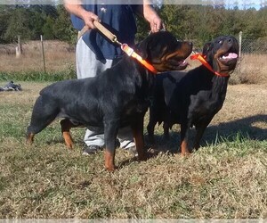 Mother of the Rottweiler puppies born on 11/15/2021