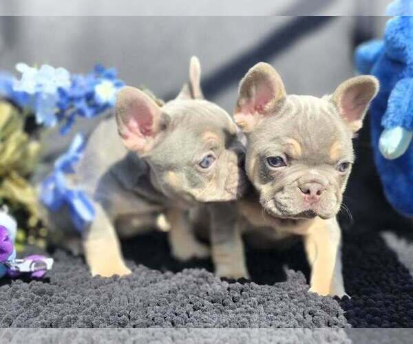 Medium Photo #7 French Bulldog Puppy For Sale in BOSTON, KY, USA