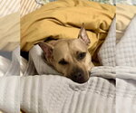 Honey Potato - Female American Pit Bull Terrier-Unknown Mix Dog for Adoption - Small photo
