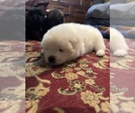 Puppy Jeff Chow Chow-Samoyed Mix