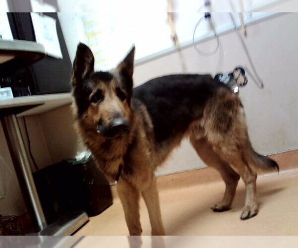 Medium Photo #1 German Shepherd Dog-Unknown Mix Puppy For Sale in Martinez, CA, USA